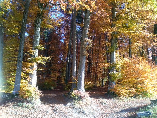 Herbst-Wald am Schleinsee