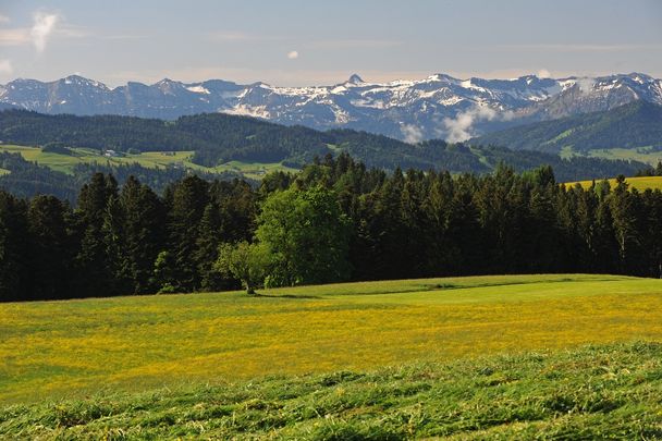 Impressionen auf dem Großen Kneipprundweg in Scheidegg