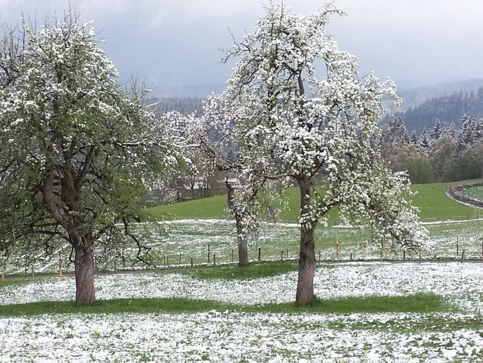 Leise rieselt der Schnee...