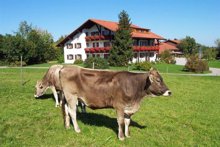 Salenberghof mit Jungvieh