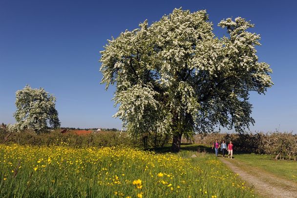 Wandern im Frühling