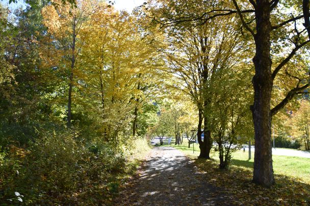 Spazierweg entlang zum Skate- und Bikepark und den Sportanlagen