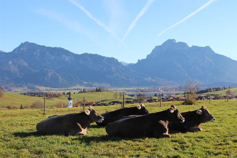 Stögerhof-Rinder mit Panoramablick