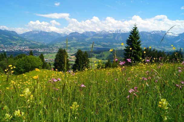 Bergwiesen am Naturlehrpfad bei Hüttenberg