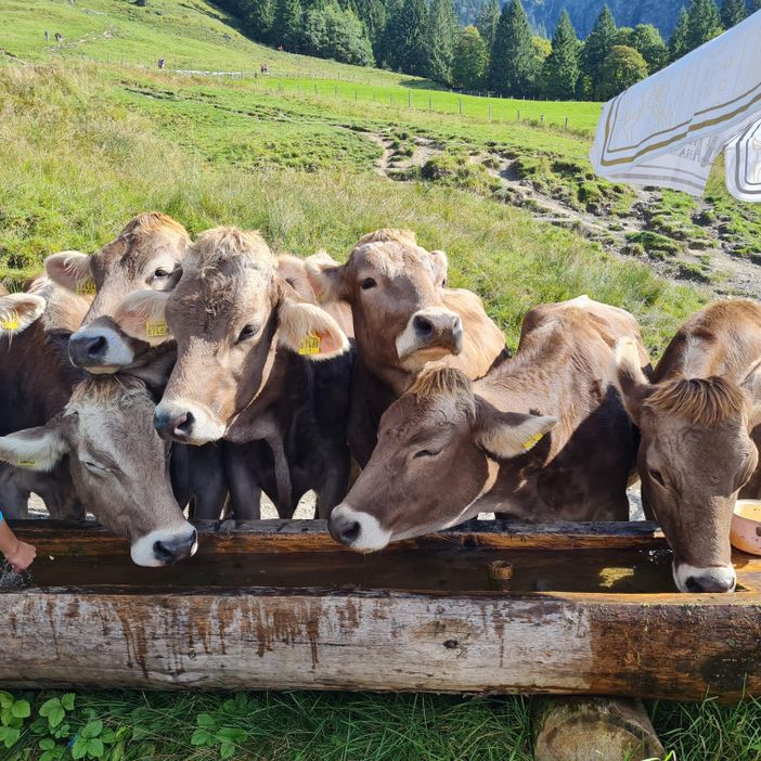 Durstige Kühe Hörnerbahn