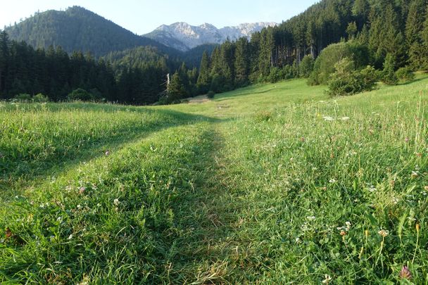 Wiesenweg zur Reichenbachklamm