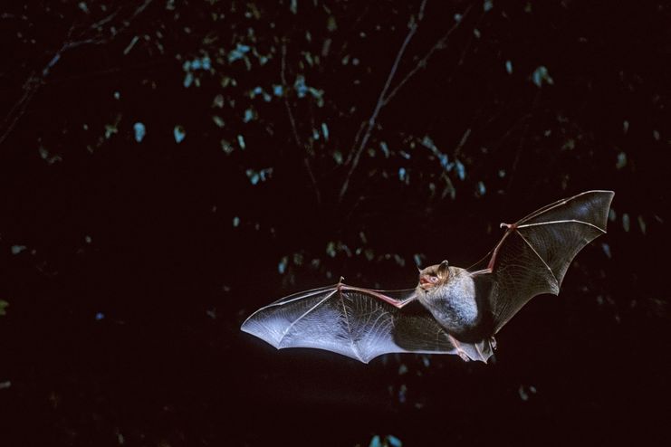 Vortrag Fledermaus_Foto T. Stephan_LBV-Archiv