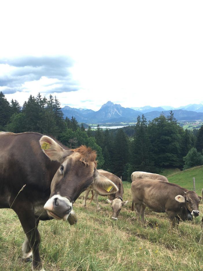 Neugierige Kühe