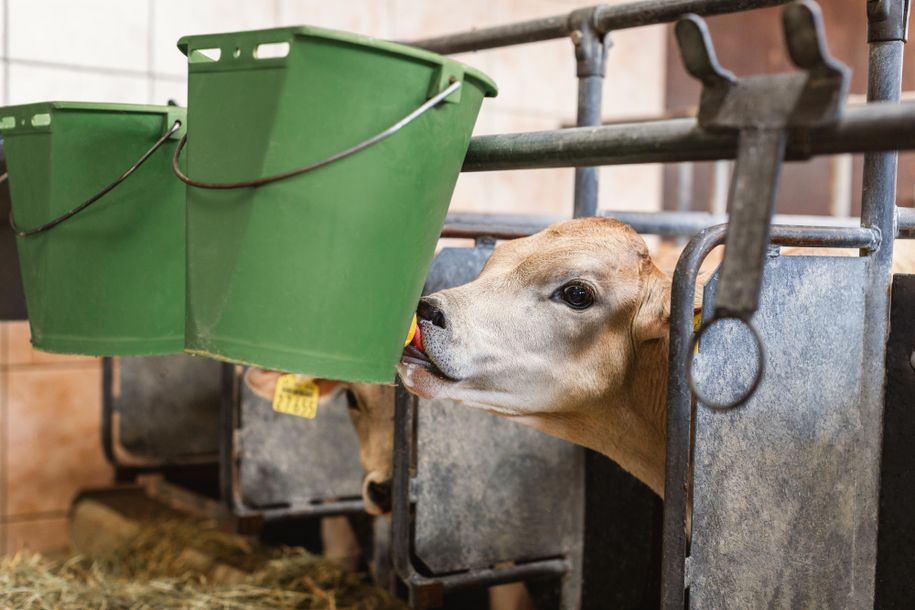 Ferienhof Endreß Kälbchen beim Füttern