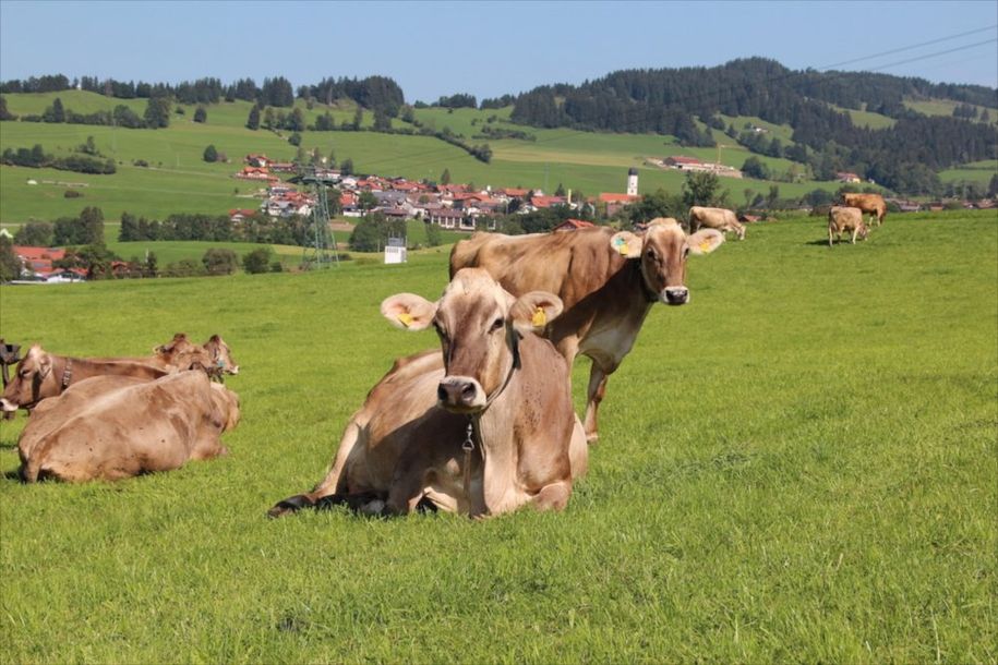 Unsere Rinder mit Blick auf Rettenberg