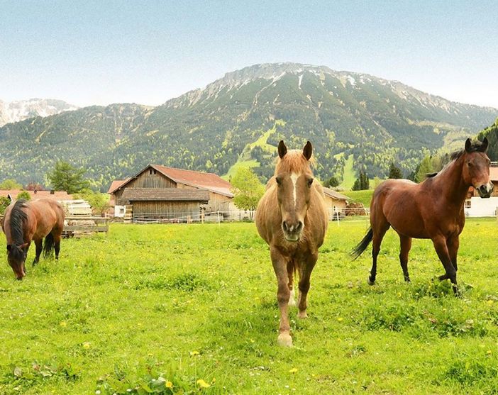 Unsere Pferde auf der Weide