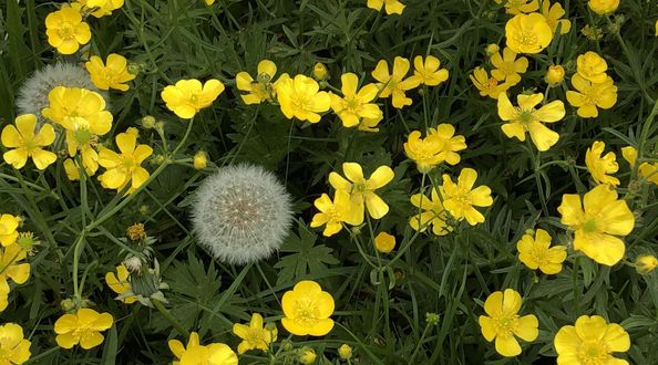 Pusteblume