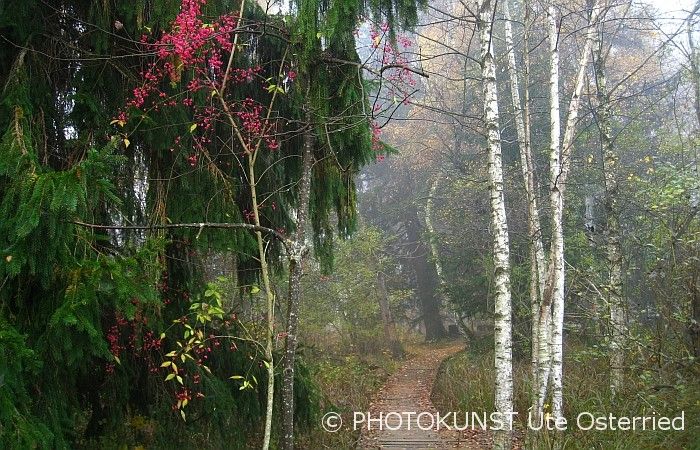 herbst im Berger Moos