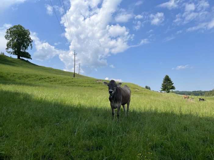 Jungtier auf der Weide nebenan