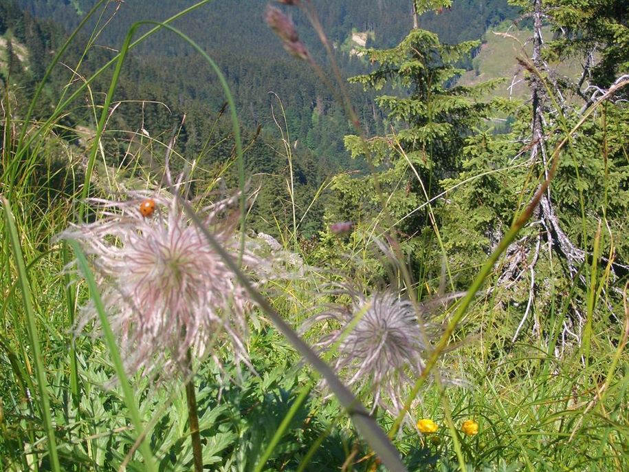 Wilde Männle mMarienkäfer