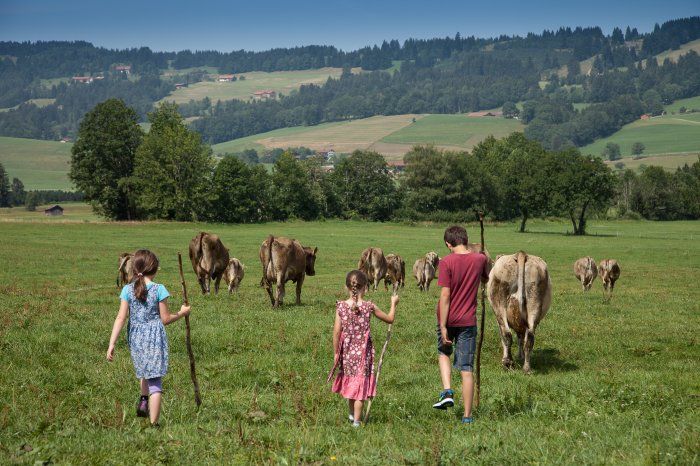 Kühe von der Weide holen