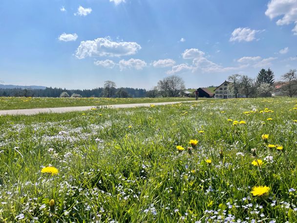 Blumenwiesen entlang der Strecke bei Lengatz