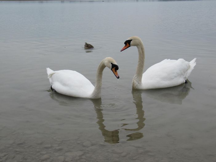 Schwäne am Schwansee