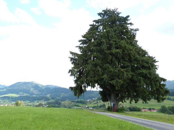 Stockatanne am Grünen Pfad