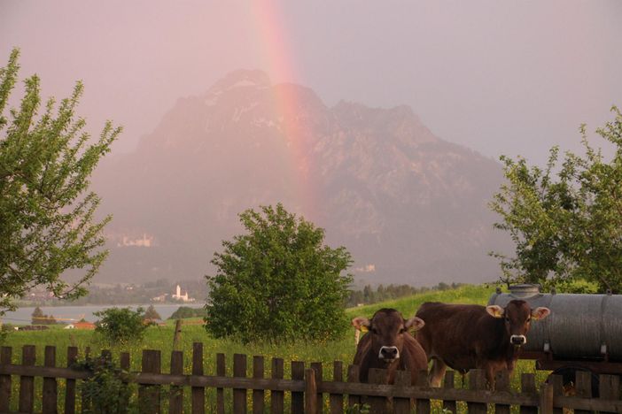 Stögerhof -  Weideochsen im Artenvielfaltparadies