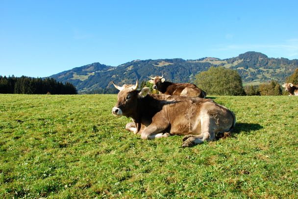 Kühe auf der Weide