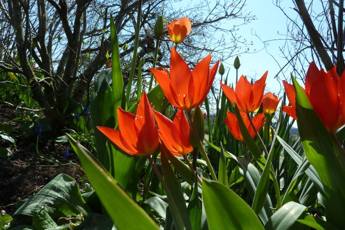 Im Frühling