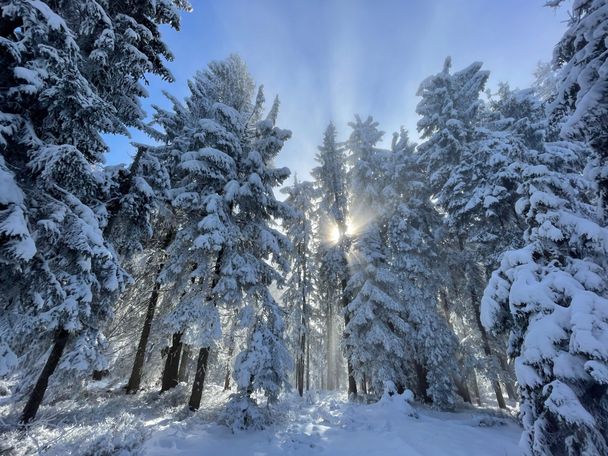 Winterwandern durch den Märchenwald