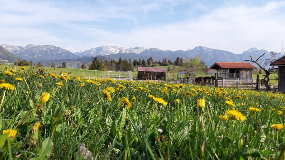 Die Pferdekoppel -  was für ein Ausblick!