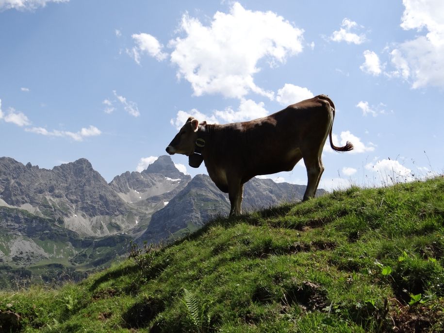 Schumpen im Sommer auf der Hochalpe