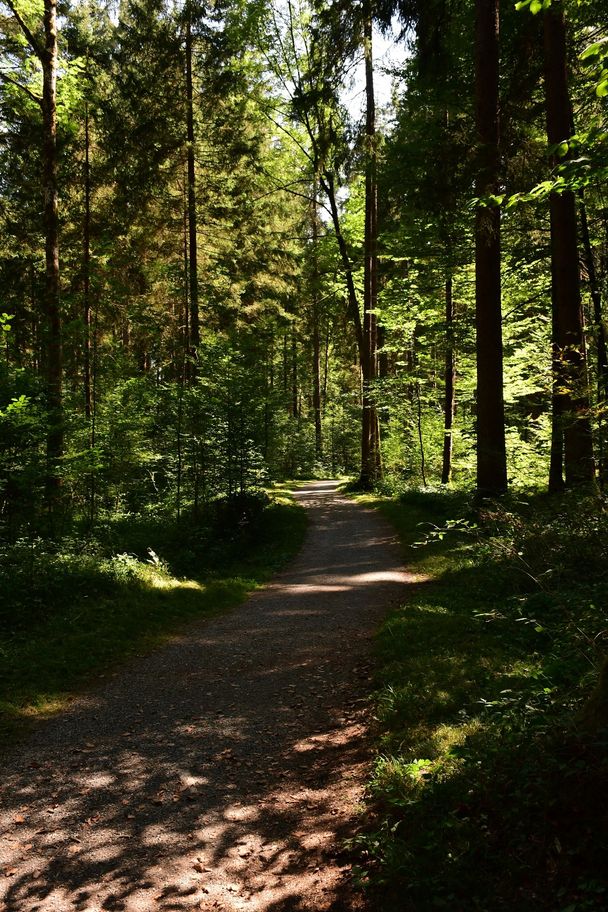 Wanderweg im Auwald