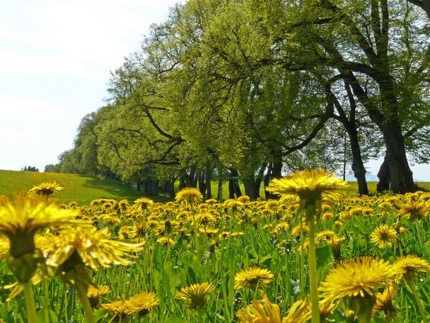 Die Kurfürstenallee in Marktoberdorf