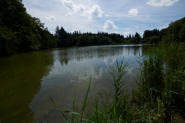 Schaurig_duester_Buxheimer_Weiher,_Gluecksquellen-Weg