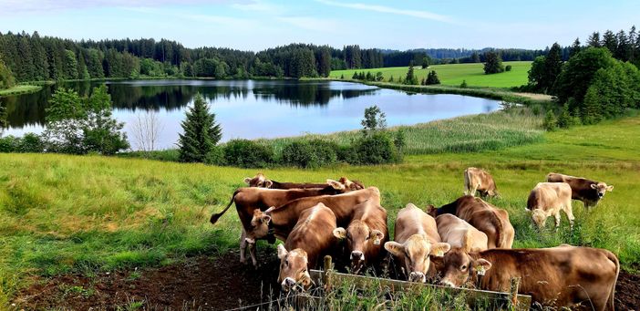 Blick auf den Kögelweiher