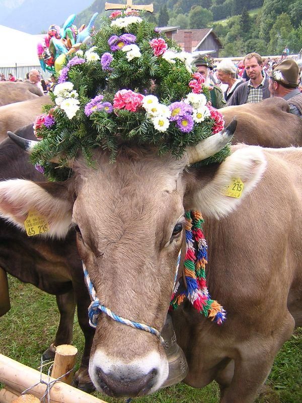 Kranzrind auf der Viehscheid