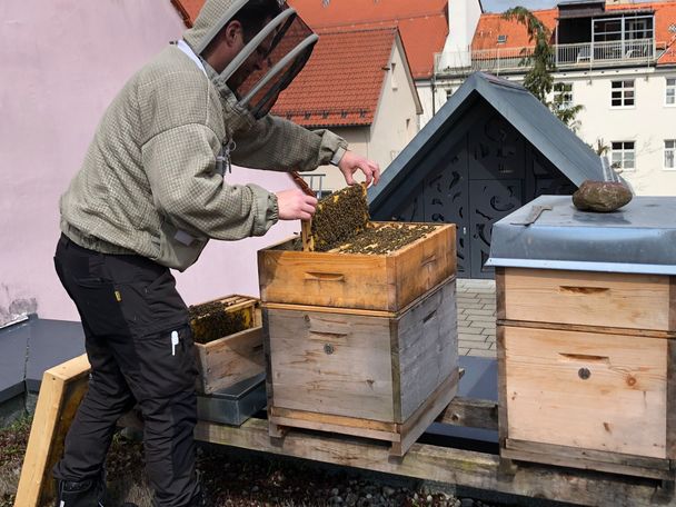 Museumsbienen im Stadtmuseum Kaufbeuren