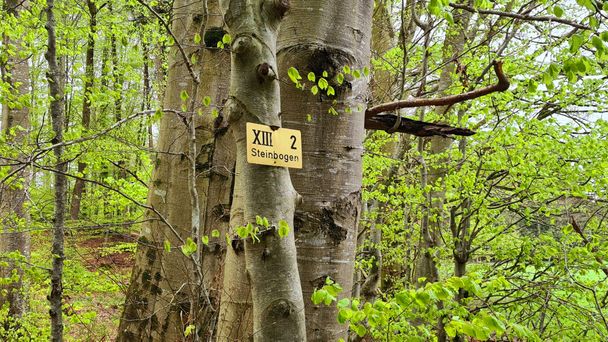 Buche in den Staatsforsten Mindelheim