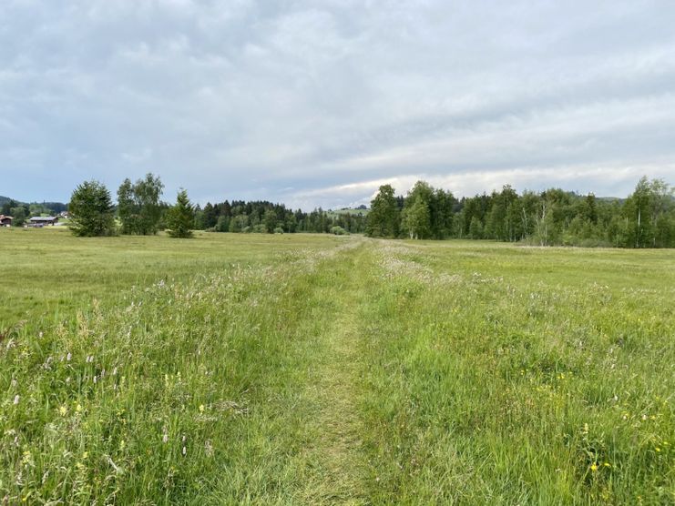 Hochmoor bei Oberstaufen