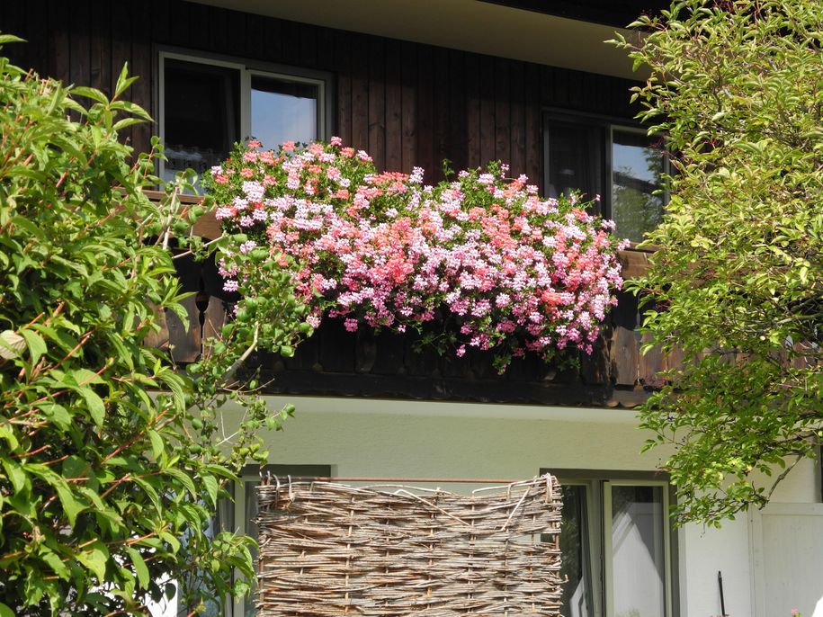 Balkonblumen Heidis Ferienwohnung