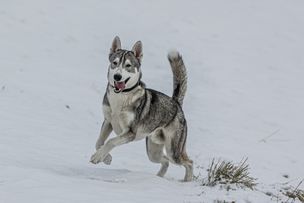 Huskynature/Marina Brutscher, Bad Hindelang/Deutschland