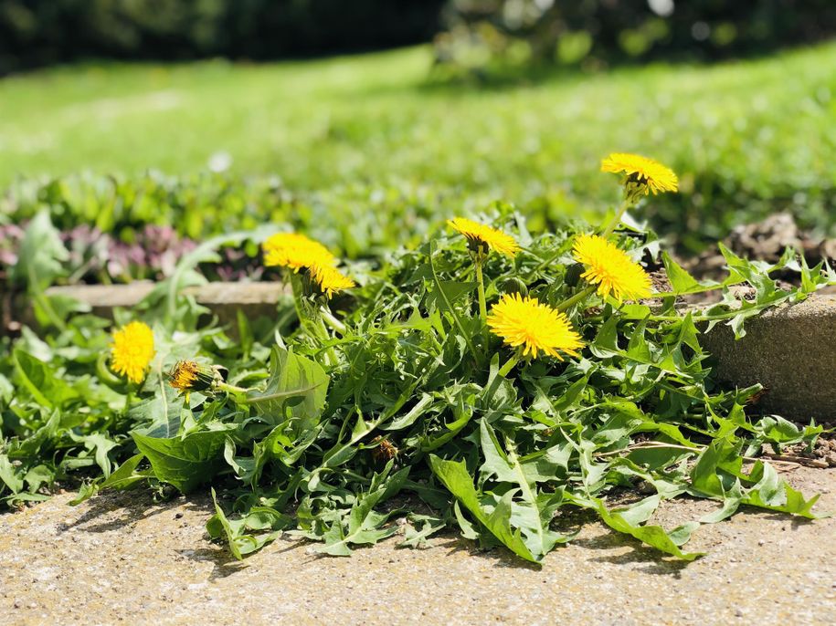 Bunte Natur-Farbkleckse verwöhnen das Auge