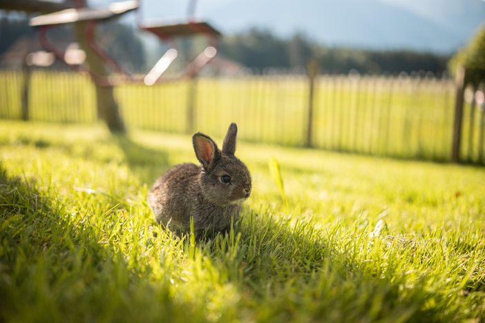 Hase im Spielplatz