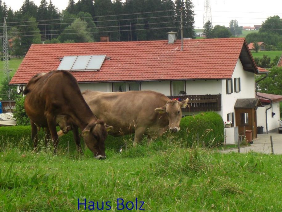 Haus Bolz, Kühe nebenan