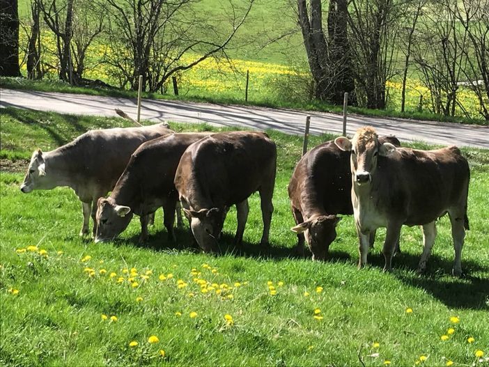 Unser Jungvieh auf der Weide