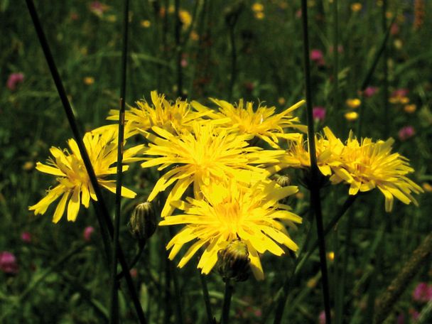 Die Flora im Allgäu ist beeindruckend.