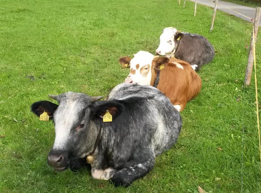 Ferienwohnung Günter Tytschkowski Kühe im Allgäu