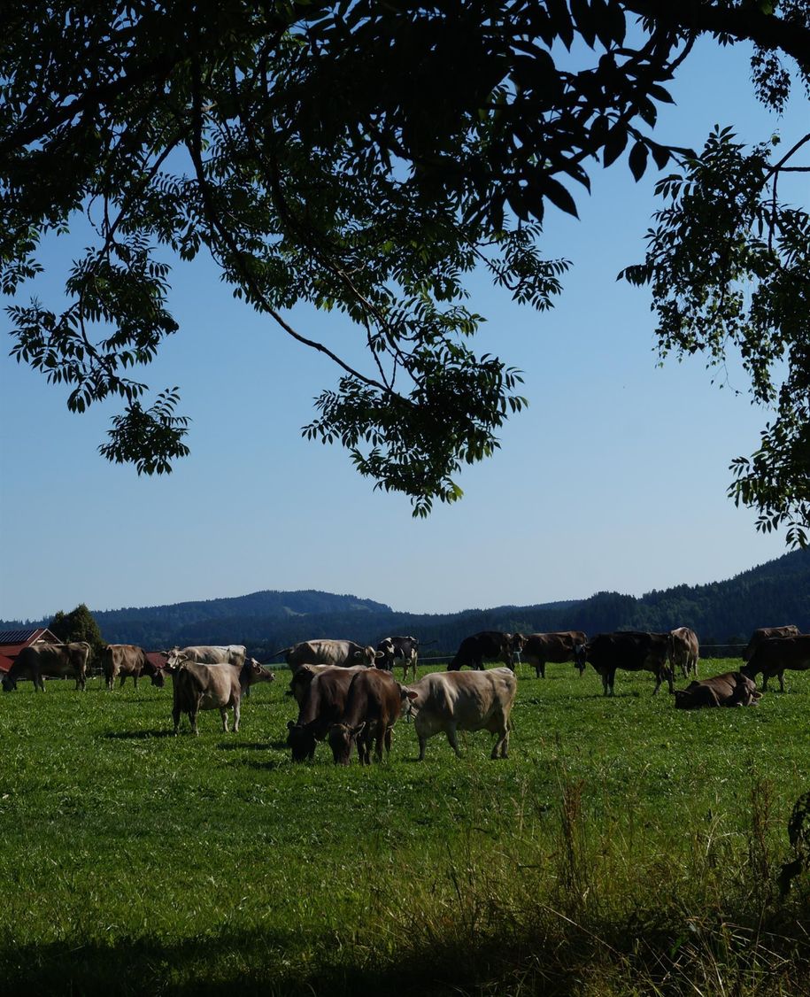 Unsere Kühe