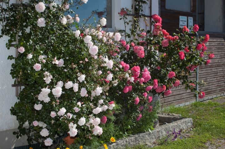 Freuen Sie sich auf die Blütenpracht im Sommer