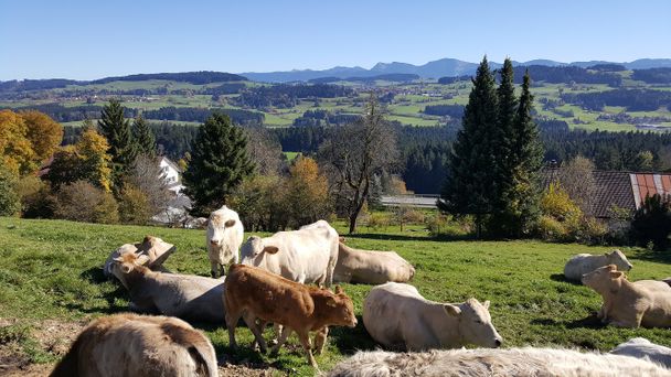 Kühe am Rundweg um Lindenberg