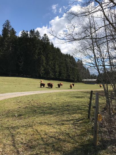 Tiere am Wegesrand