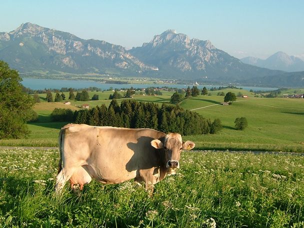 Wiesenweg mit Bergkulisse